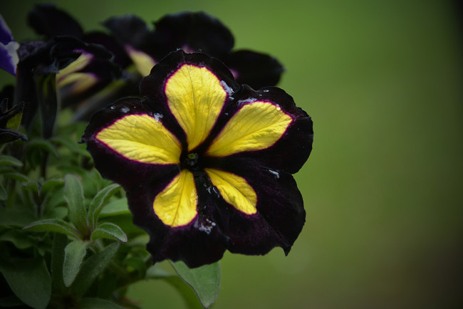 Обои картинки фото цветы, петунии,  калибрахоа, цветок