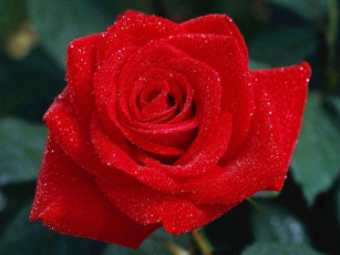 Картинка цветы розы