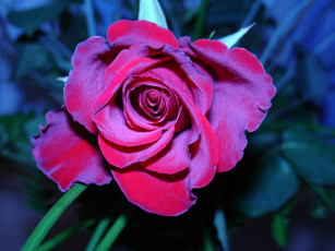 Картинка цветы розы