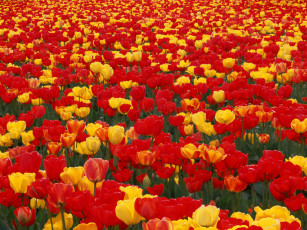 Картинка цветы тюльпаны