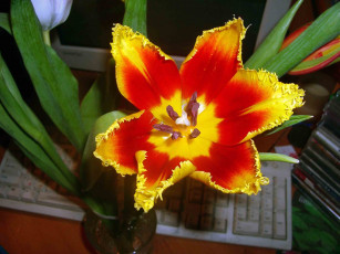 Картинка цветы тюльпаны