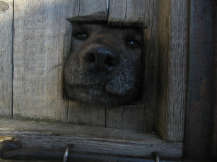 Картинка животные собаки