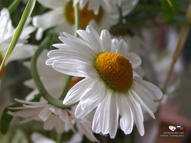 Обои картинки фото цветы, ромашки