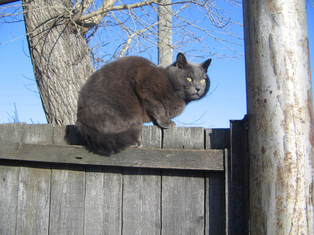 Обои картинки фото животные, коты