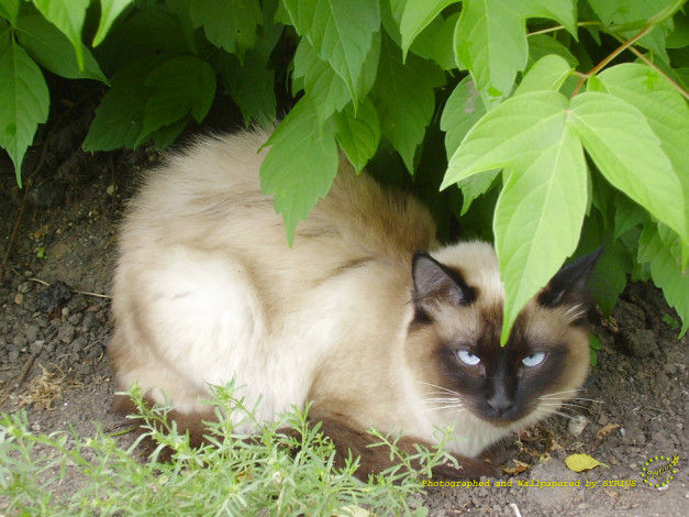 Обои картинки фото животные, коты