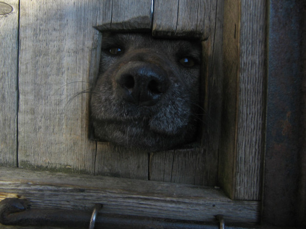 Обои картинки фото животные, собаки