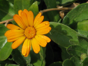 Картинка цветы календула