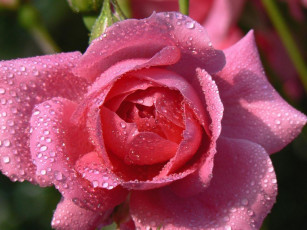 Картинка цветы розы