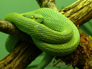 Картинка животные змеи питоны кобры