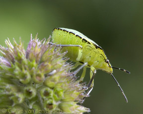 Картинка животные насекомые