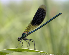 Картинка животные стрекозы