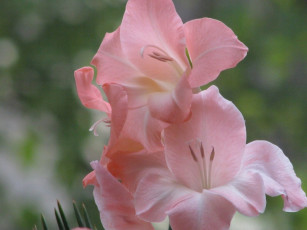 Картинка цветы гладиолусы