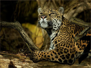 Картинка животные Ягуары