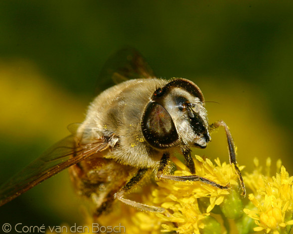 Обои картинки фото животные, пчелы, осы, шмели