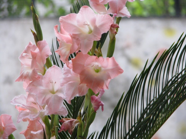 Обои картинки фото цветы, гладиолусы