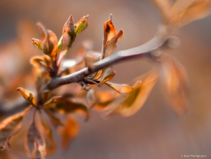 Картинка природа макро обои листья