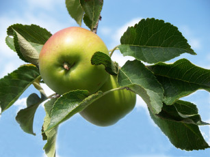 Картинка природа плоды ветка листья