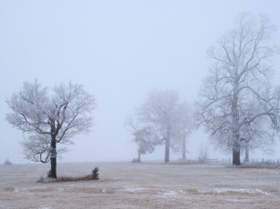 Картинка природа зима снег деревья