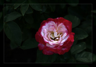 Картинка цветы розы лепестки