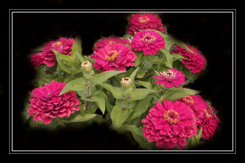 Картинка цветы цинния листья