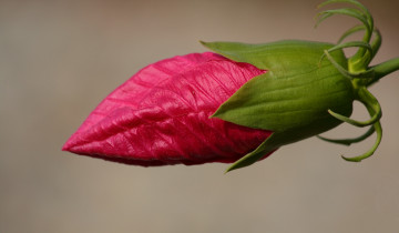 Картинка цветы бутон