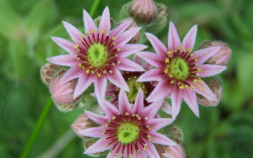 Картинка цветы луговые полевые лепестки