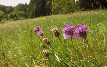 Картинка цветы луговые полевые луг лето