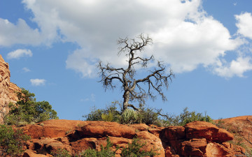 Картинка природа деревья облака камни