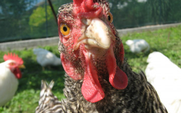 Картинка животные куры петухи крупный план