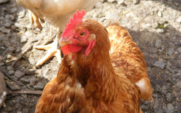 Картинка животные куры петухи рыжий