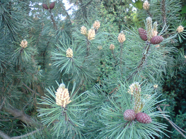 Обои картинки фото природа, шишки, жёлуди, каштаны, сосна