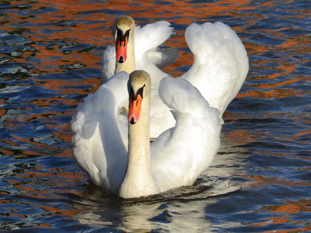 Обои картинки фото животные, лебеди, вода