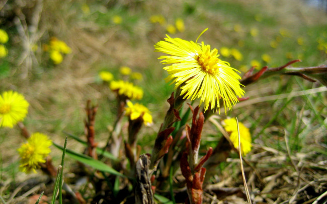 Обои картинки фото мать, мачеха, цветы, луговые, полевые, желтый