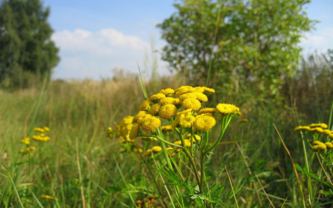 Обои картинки фото пижма, цветы, луговые, полевые, желтый