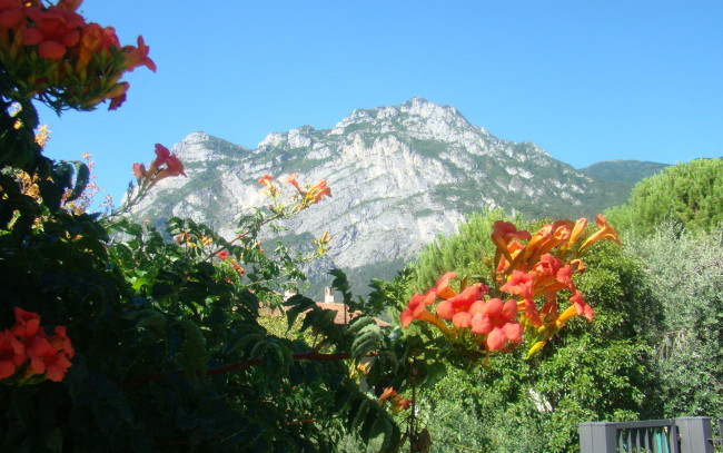 Обои картинки фото природа, горы, цветы, деревья