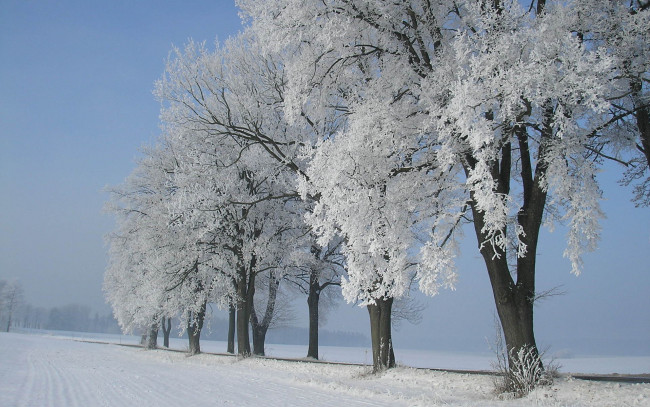 Обои картинки фото природа, зима, снег, иней, деревья