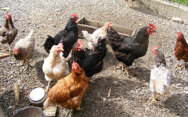 Обои картинки фото животные, куры, петухи, двор
