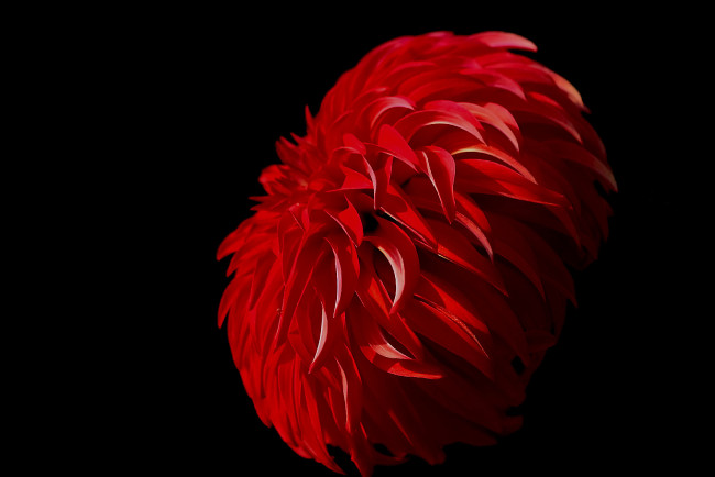 Обои картинки фото цветы, георгины, красный