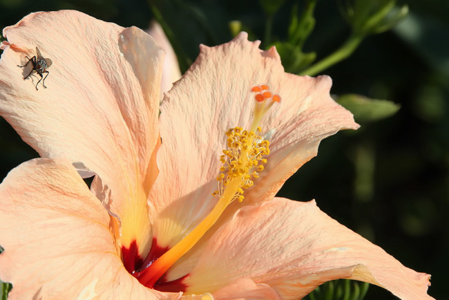 Обои картинки фото цветы, гибискусы, лепестки