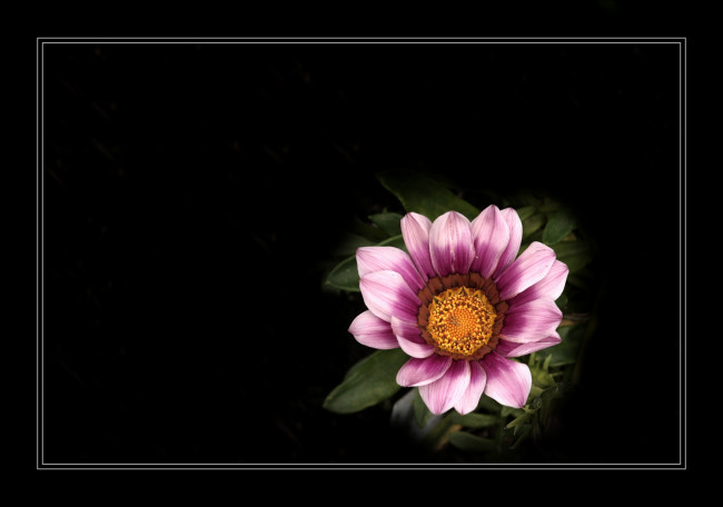 Обои картинки фото цветы, газания, лепестки