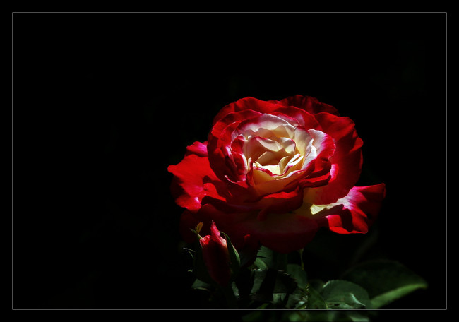 Обои картинки фото цветы, розы, красный