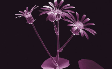 Картинка 3д графика flowers цветы фон