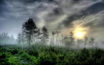 Картинка природа лес свет тучи подлесок