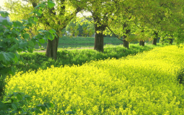 Картинка природа луга деревья луг цветы