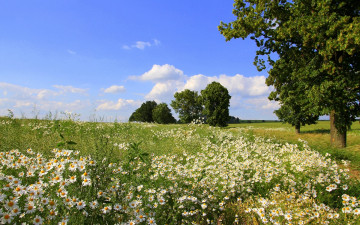 Картинка природа луга луг ромашки лето