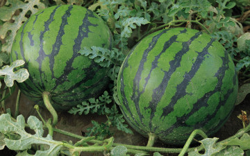 Картинка природа Ягоды бахча арбузы