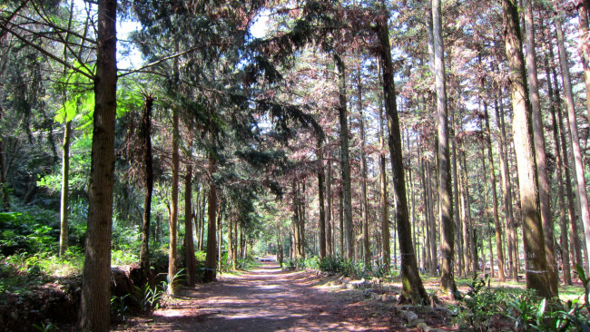 Обои картинки фото природа, дороги, стволы, дорога, лес