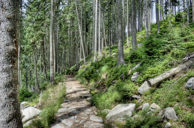 Обои картинки фото horni, mise&, 269, ky, Чехия, природа, лес, деревья