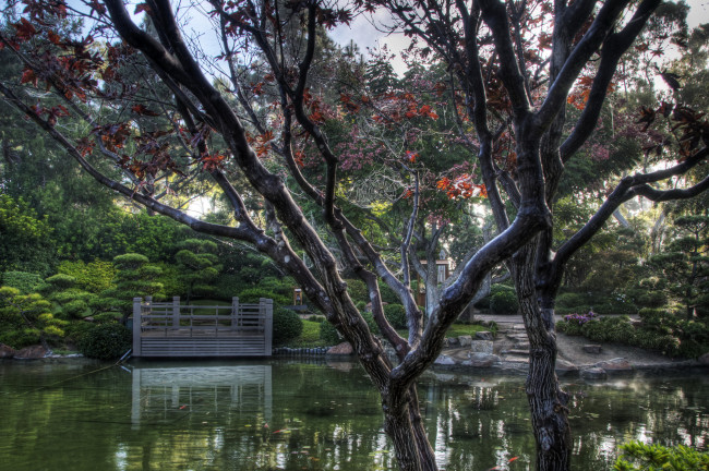 Обои картинки фото earl, burns, miller, japanese, garden, california, usa, природа, парк, сад, пруд, растения
