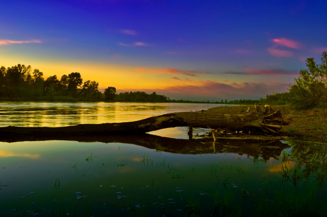 Обои картинки фото природа, реки, озера, река, лес, заводь, коряга